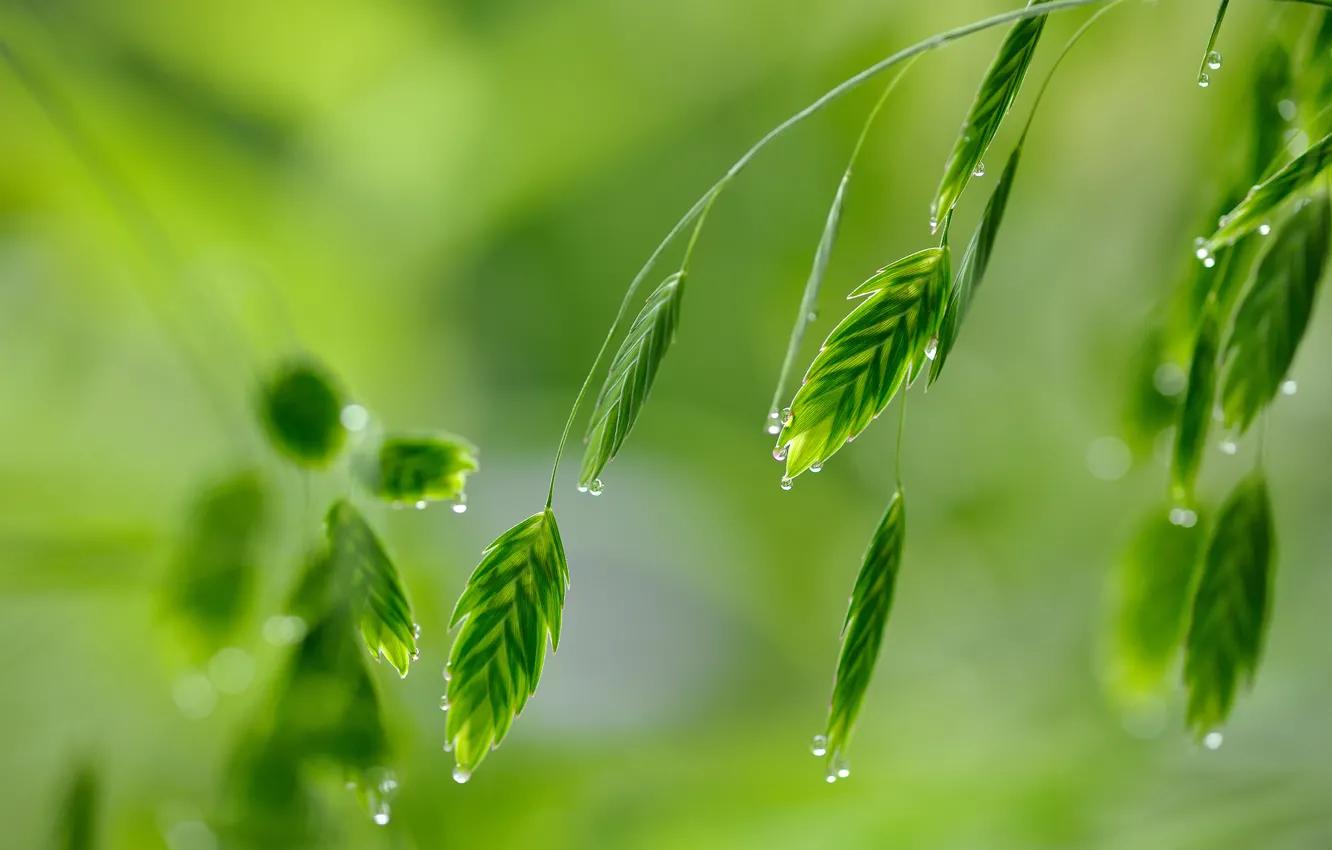Photo wallpaper greens, grass, drops, macro, Rosa