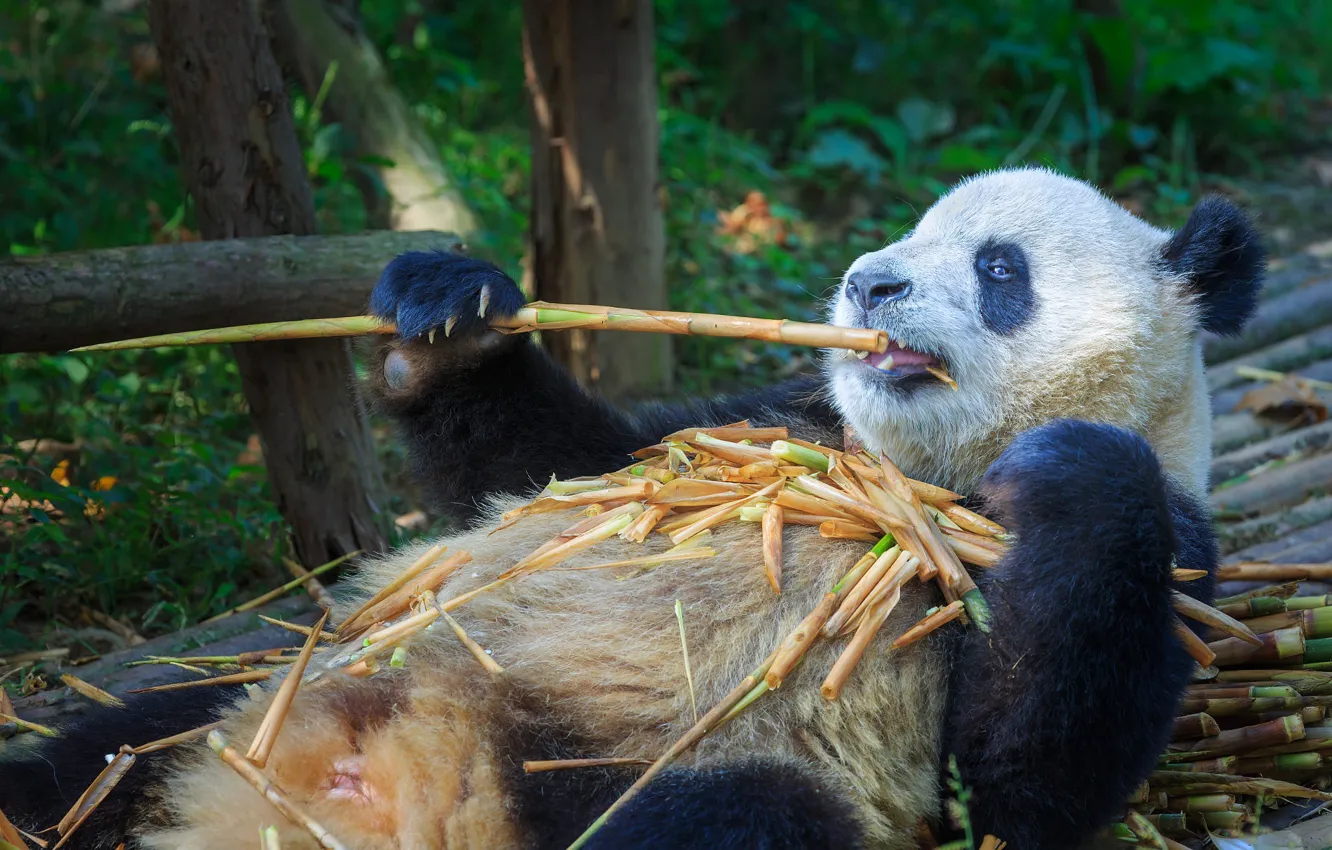Photo wallpaper branches, paws, bamboo, bear, Panda, lies, zoo, collapsed