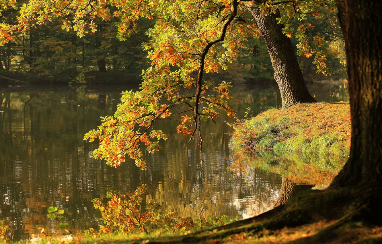 Photo wallpaper autumn, tree, foliage, pond