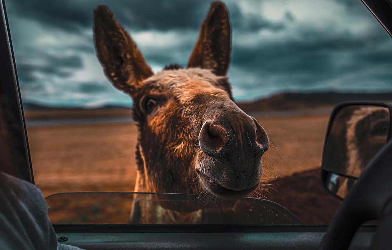 Photo wallpaper machine, head, window, donkeys