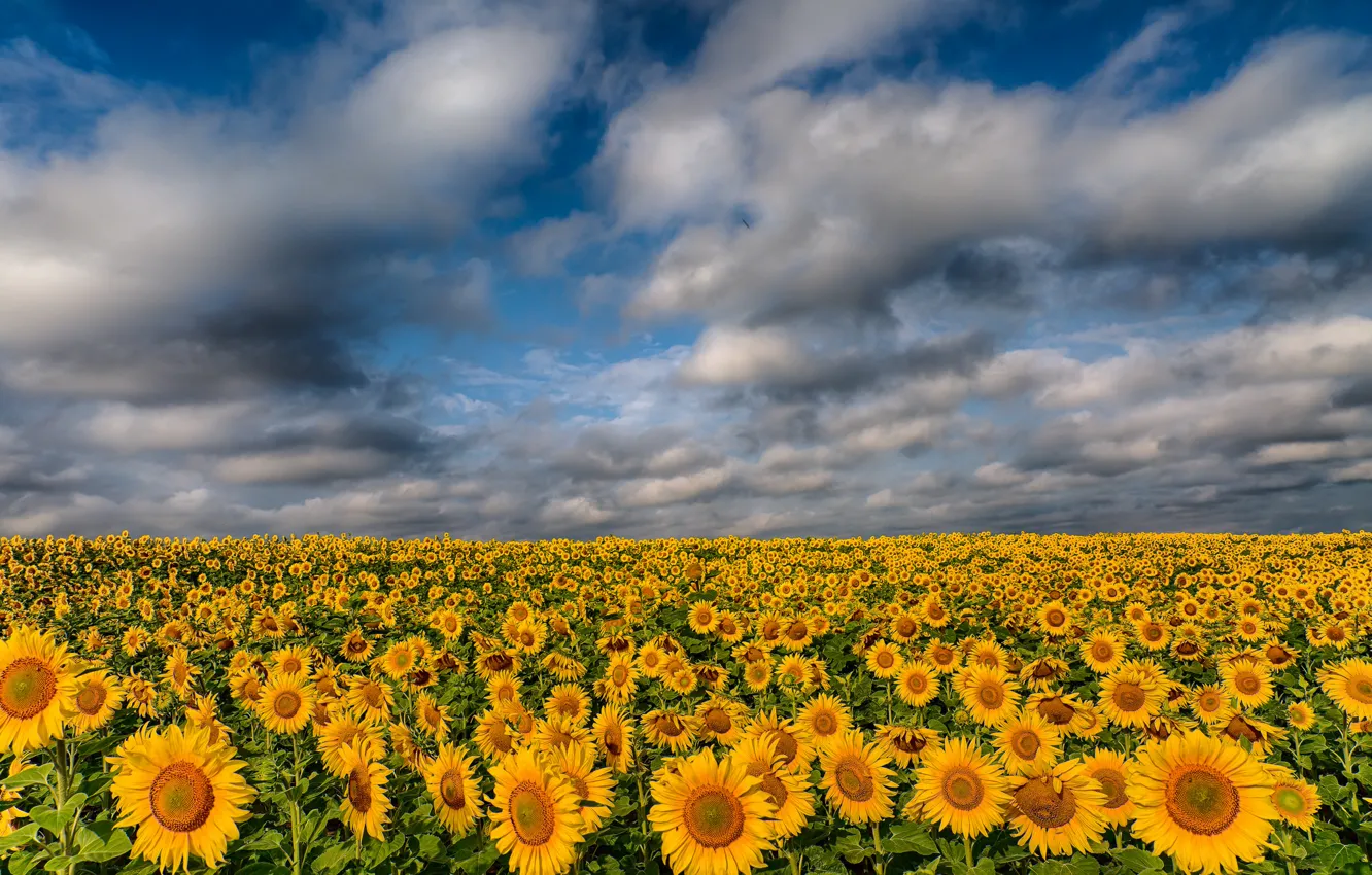 Photo wallpaper field, clouds, sunflowers