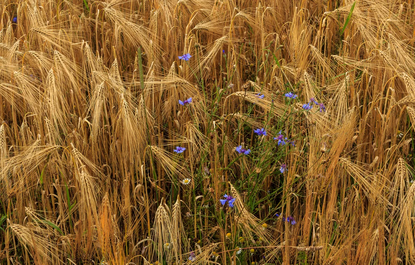 Photo wallpaper wheat, flowers, chamomile, ears, cornflowers