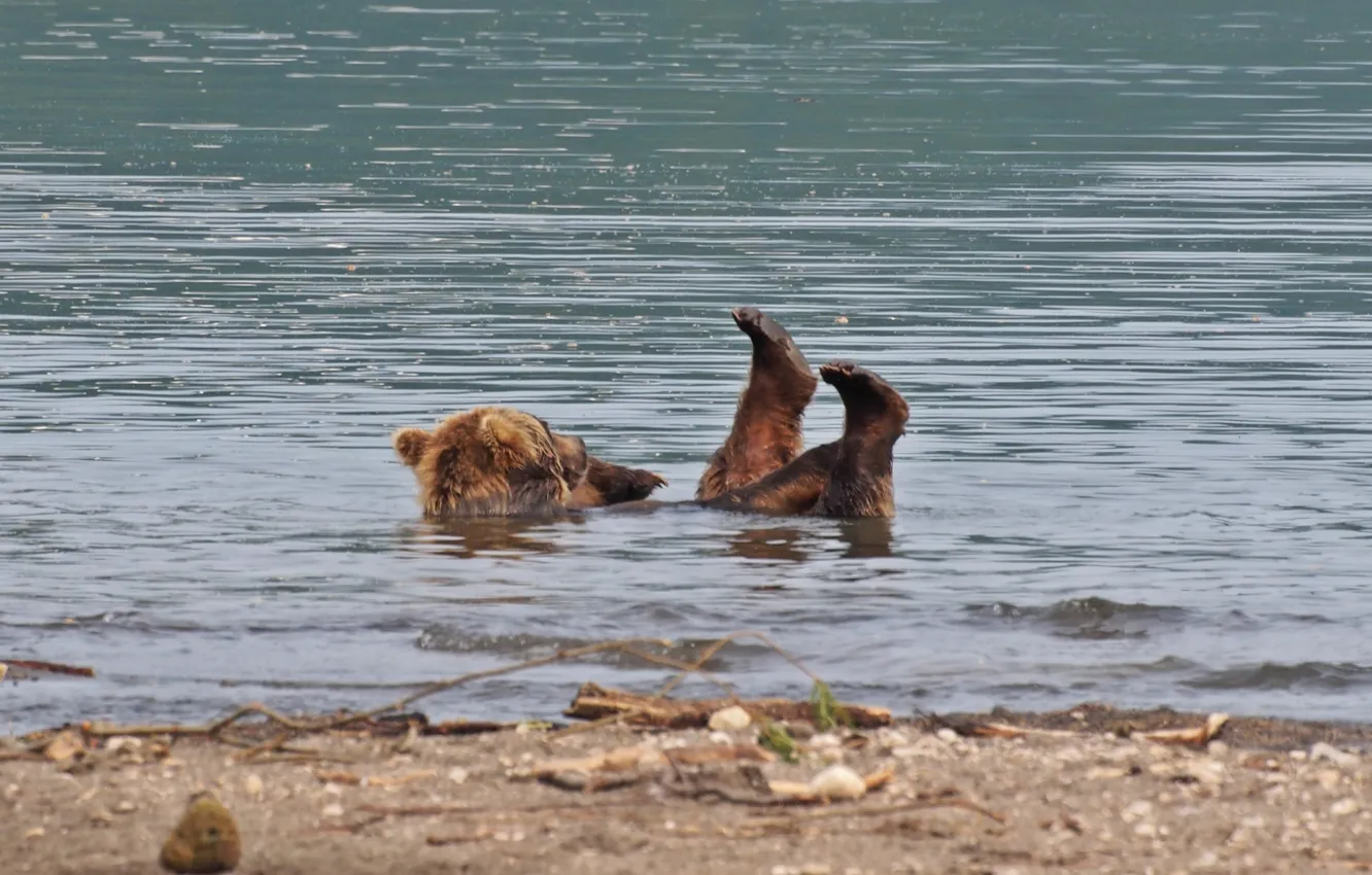 Photo wallpaper river, paws, bear, the buzz, water treatment