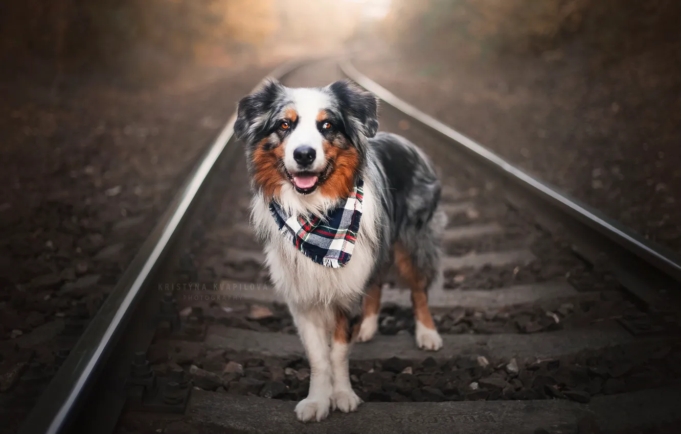Photo wallpaper each, dog, railroad