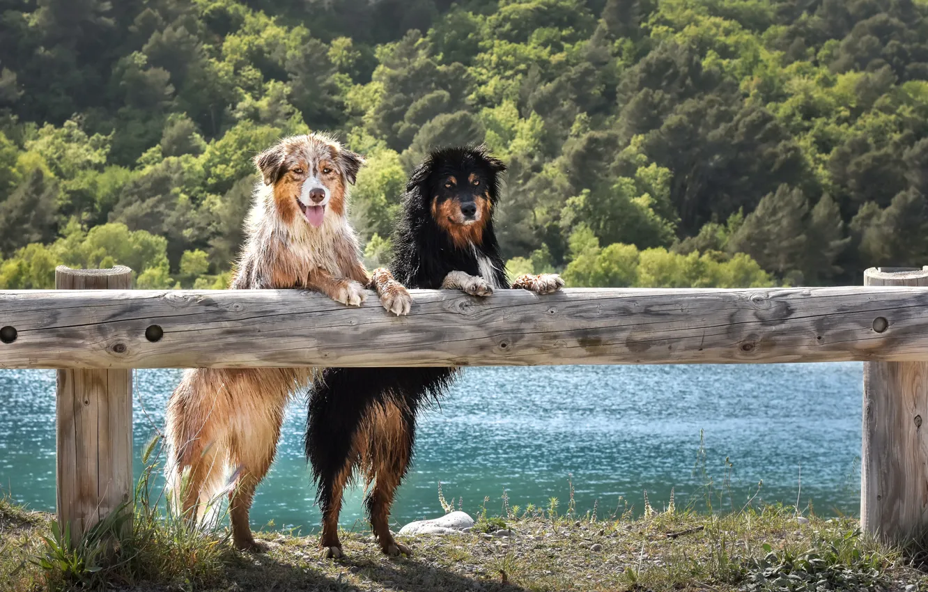 Photo wallpaper Look, The fence, Dogs, Two, Animals, Australian Shepherd