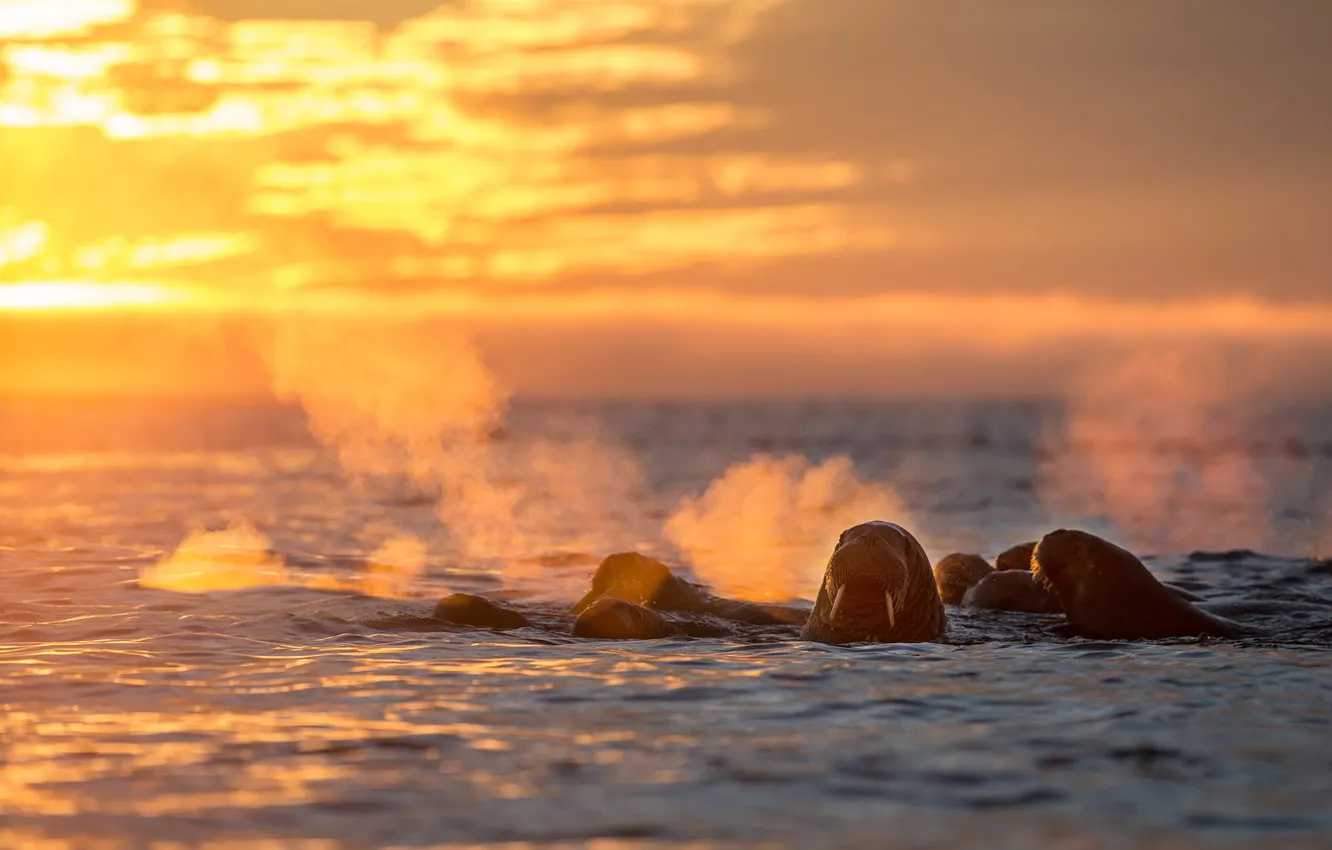 Photo wallpaper sea, walrus, Spetsbergen