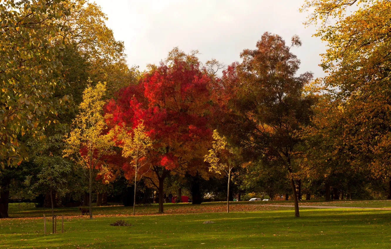 Photo wallpaper autumn, trees, nature, Park, photo, lawn, England, London