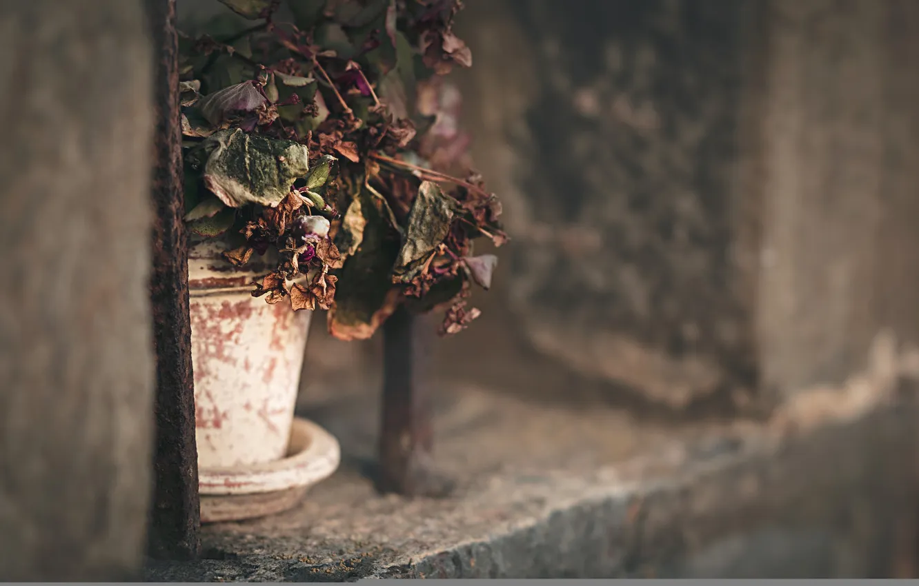 Photo wallpaper flowers, background, pot