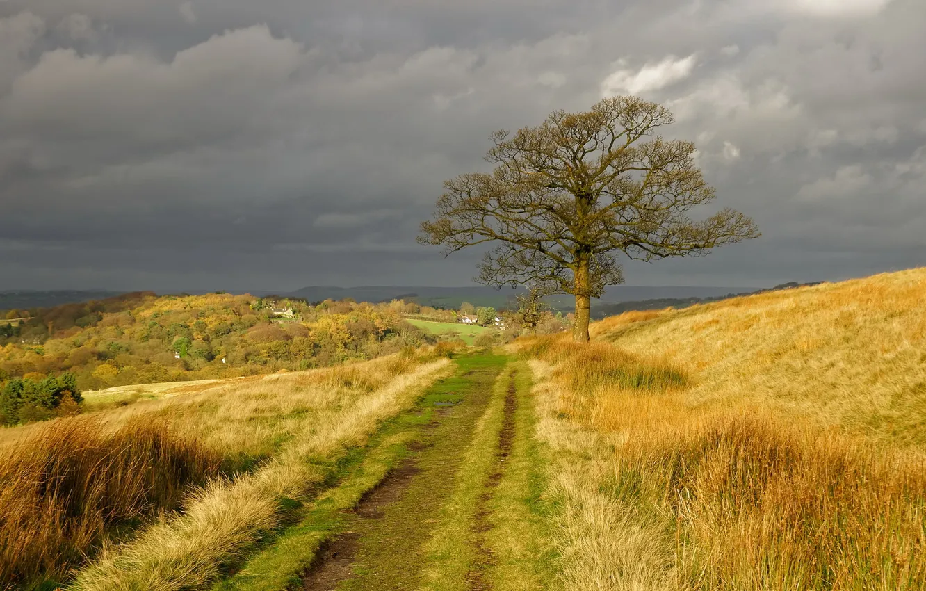 Photo wallpaper road, autumn, trees