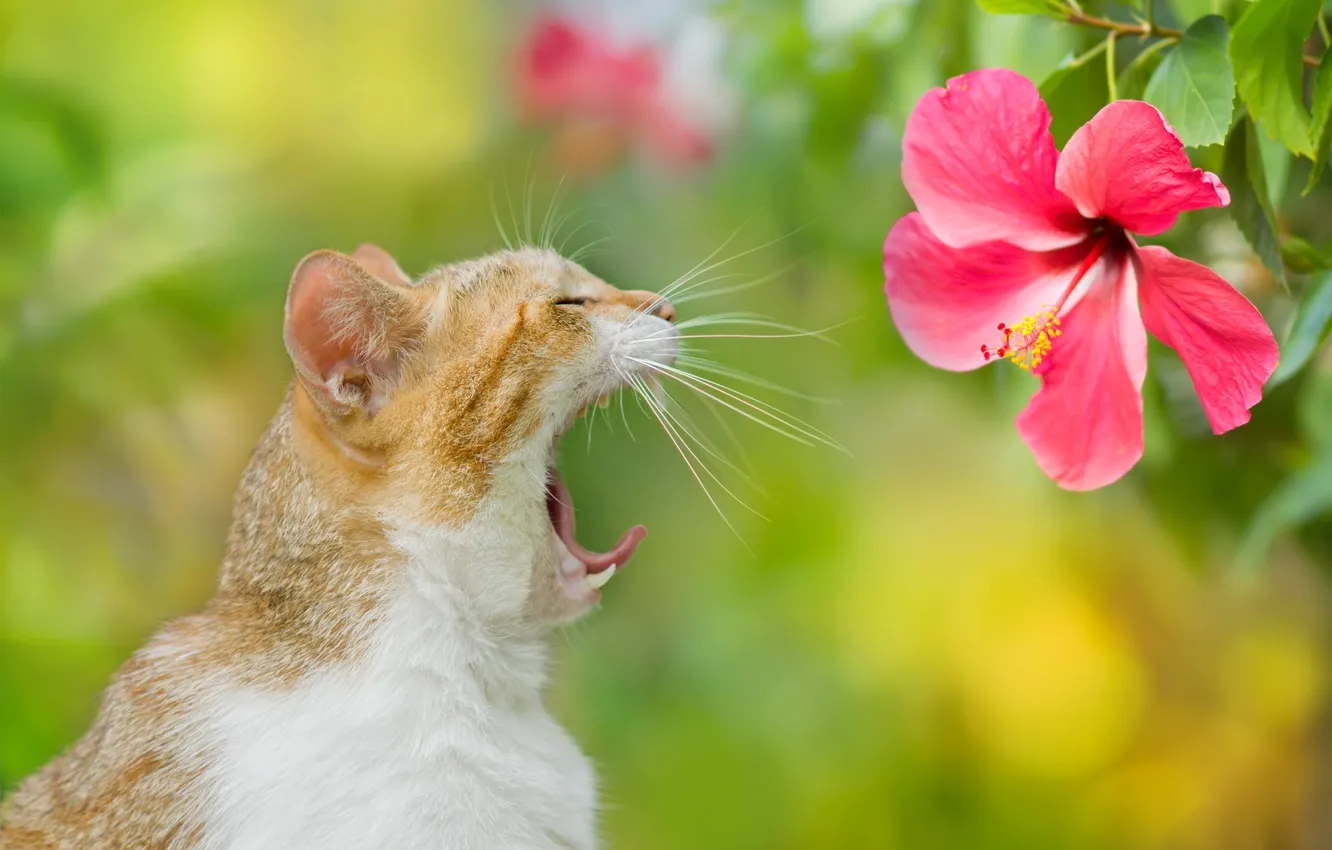 Photo wallpaper flower, cat, background, yawns