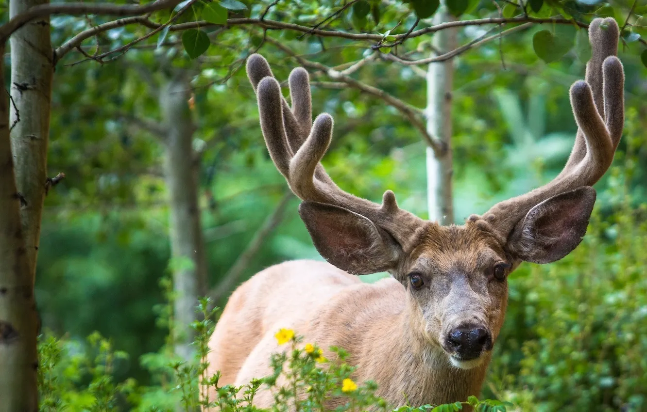 Photo wallpaper greens, forest, animal, deer, horns
