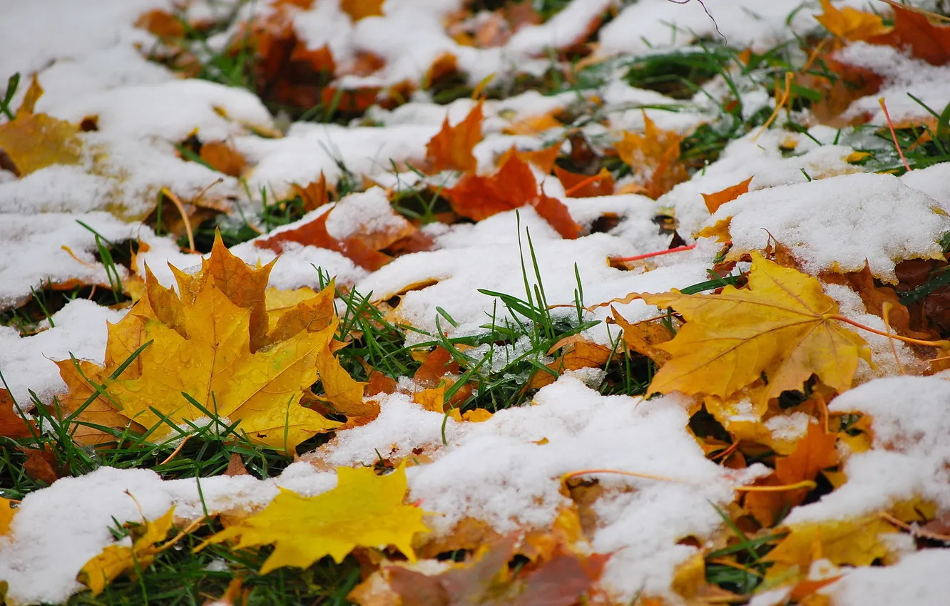Photo wallpaper autumn, leaves, snow, nature