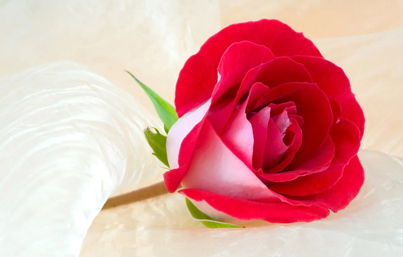 Photo wallpaper Wallpaper, roses, petals