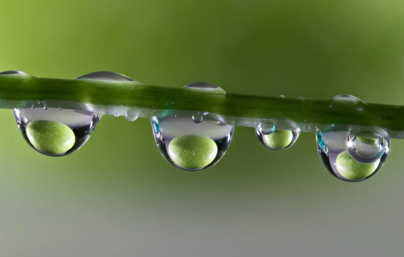 Photo wallpaper water, drops, macro, reflection, stem