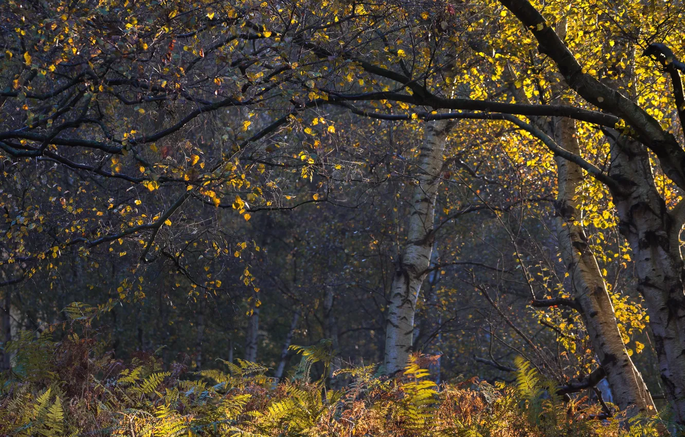 Photo wallpaper autumn, forest, birch