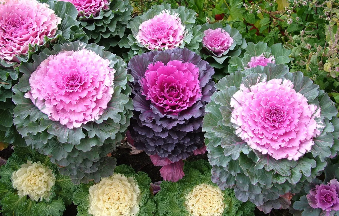 Photo wallpaper flowerbed, cabbage, Ornamental Kale