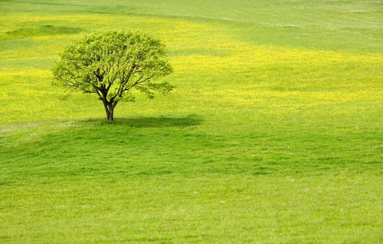 Photo wallpaper greens, grass, tree