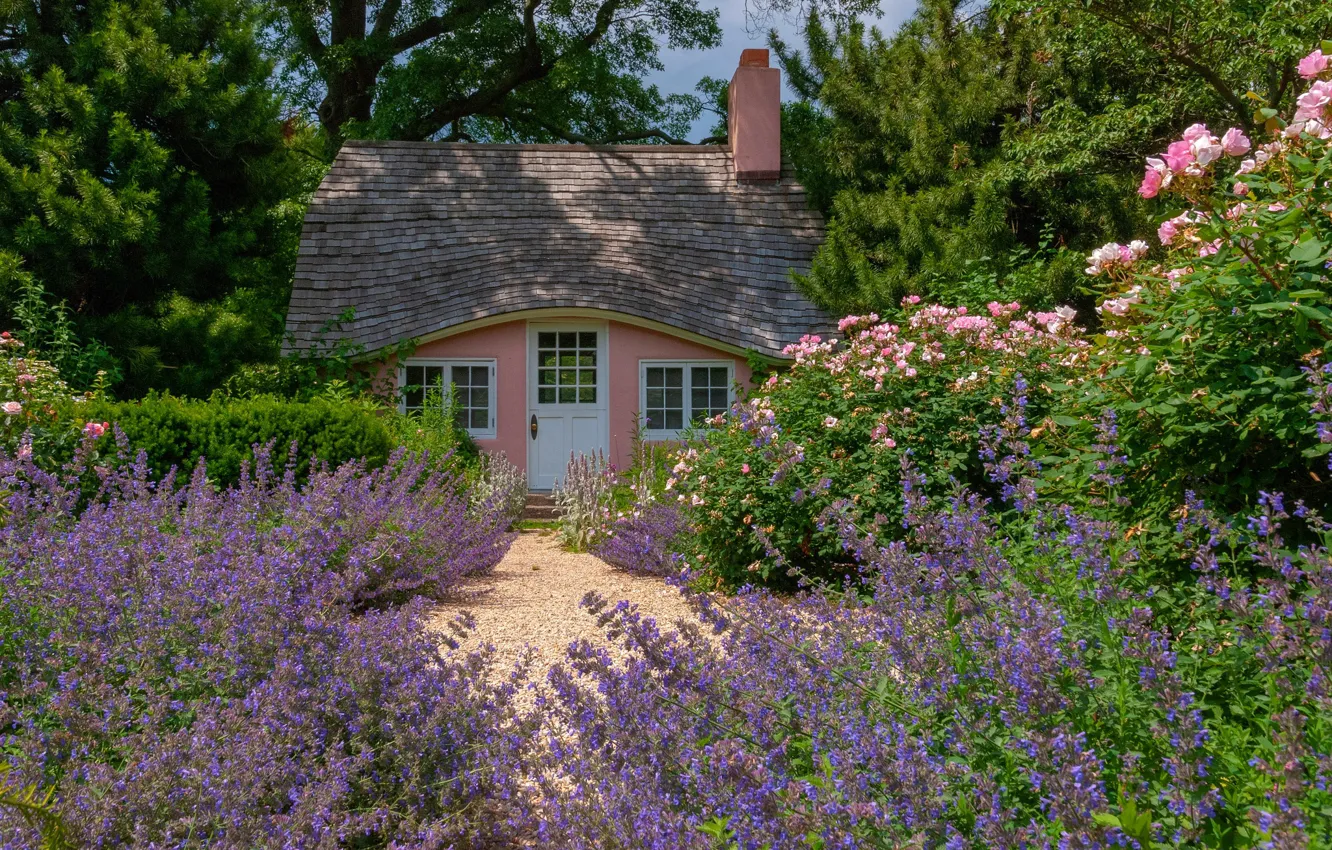 Photo wallpaper roses, house, lavender