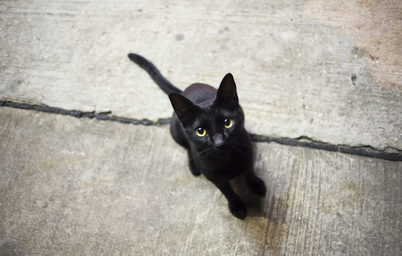 Photo wallpaper cat, eyes, cat, black