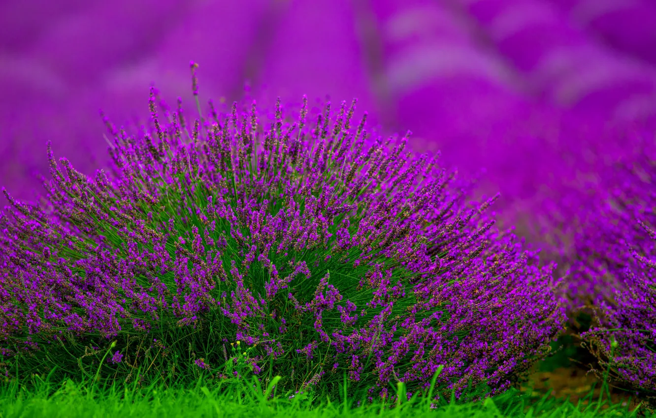 Photo wallpaper Bush, lavender, bokeh