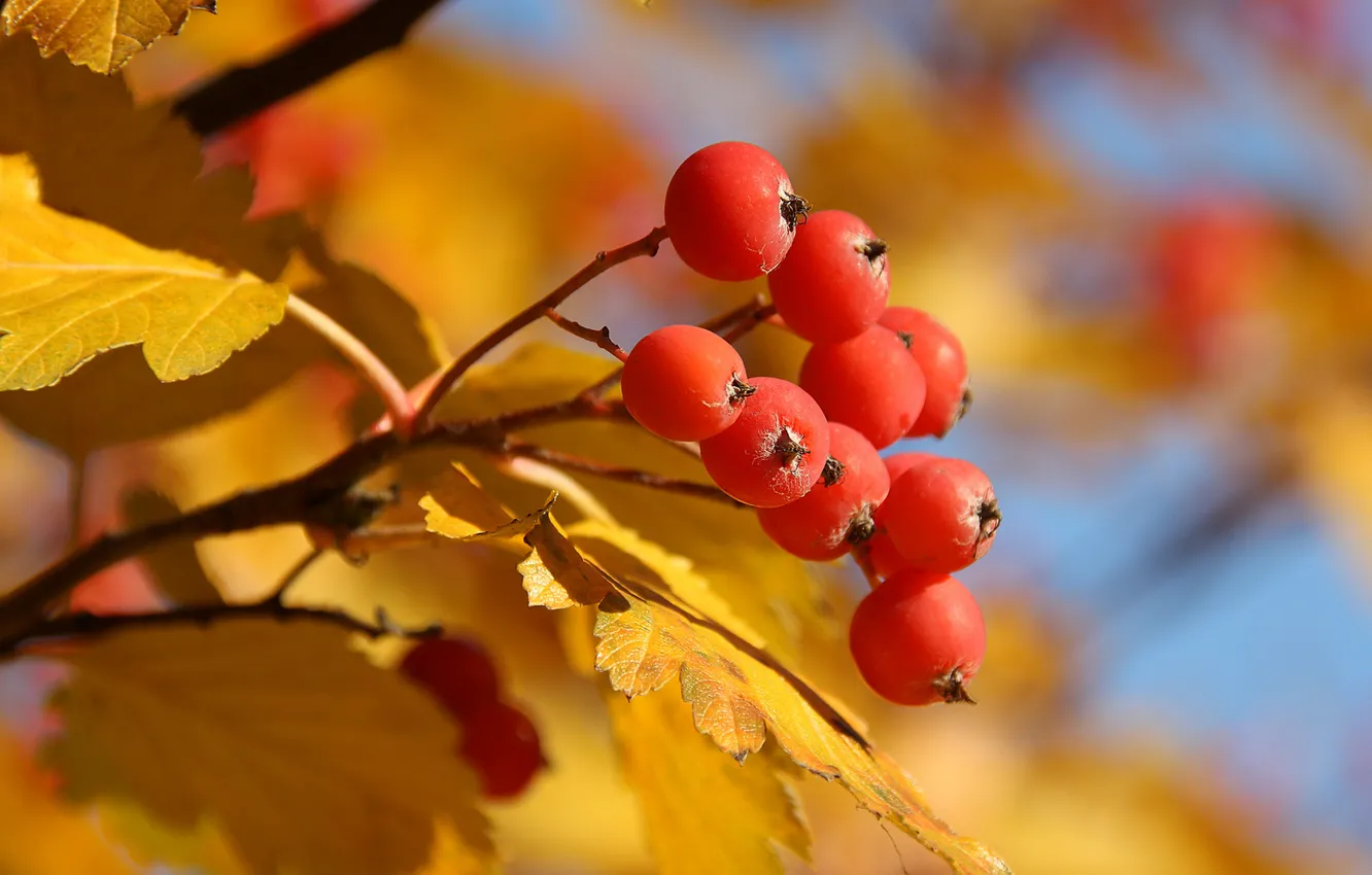 Photo wallpaper leaves, berries, food, currants