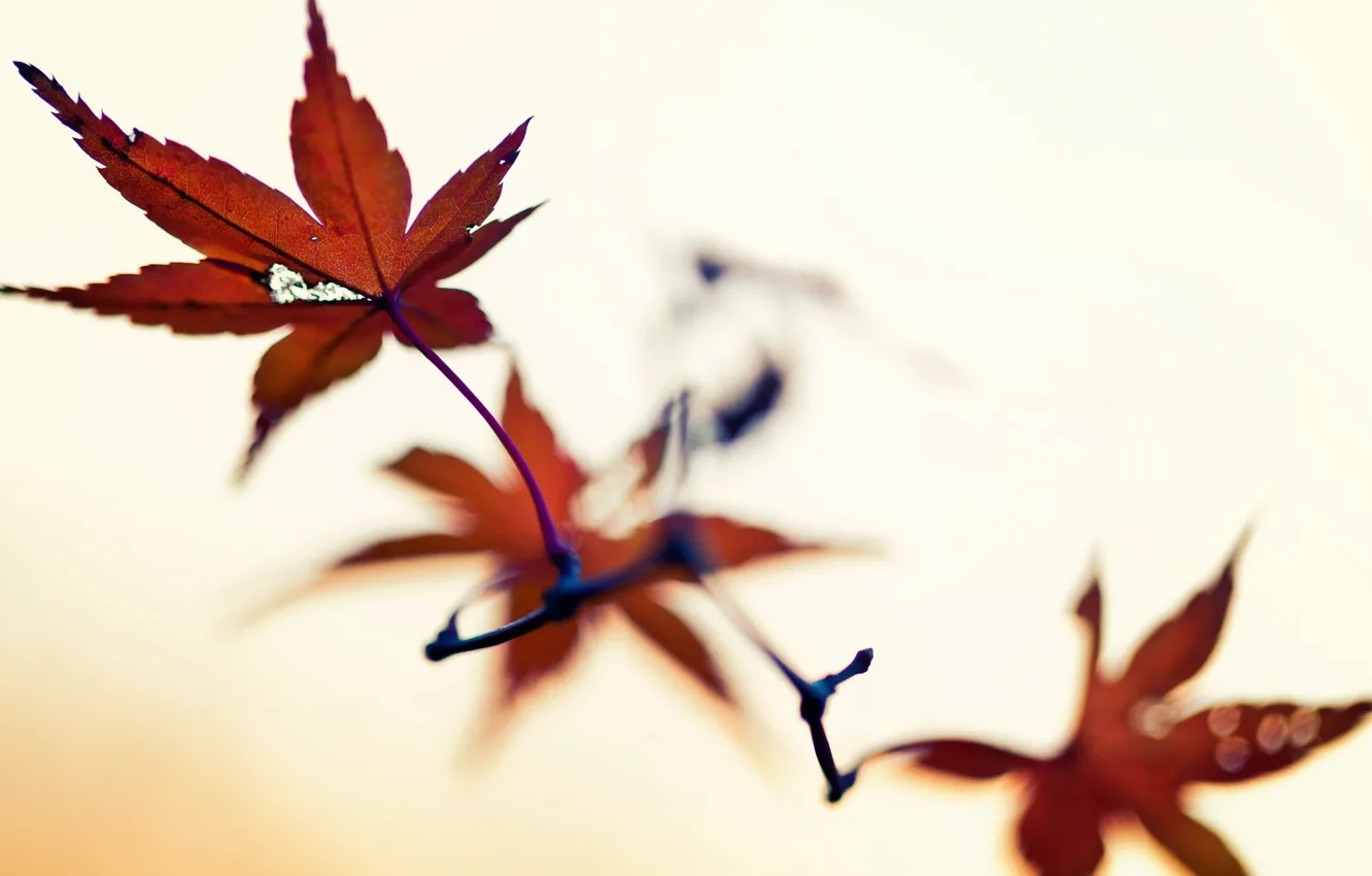 Photo wallpaper leaves, macro, nature