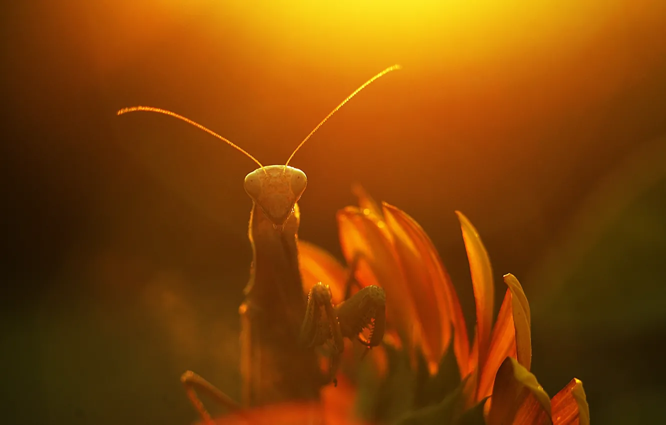 Photo wallpaper flower, the sun, macro, rays, plants, mantis, Insect, alien))