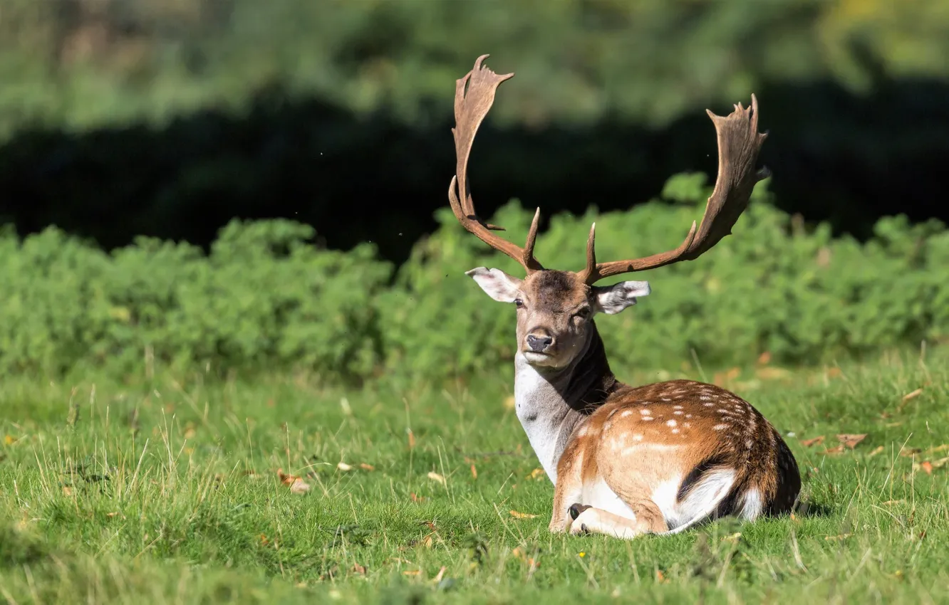 Photo wallpaper nature, deer, meadow