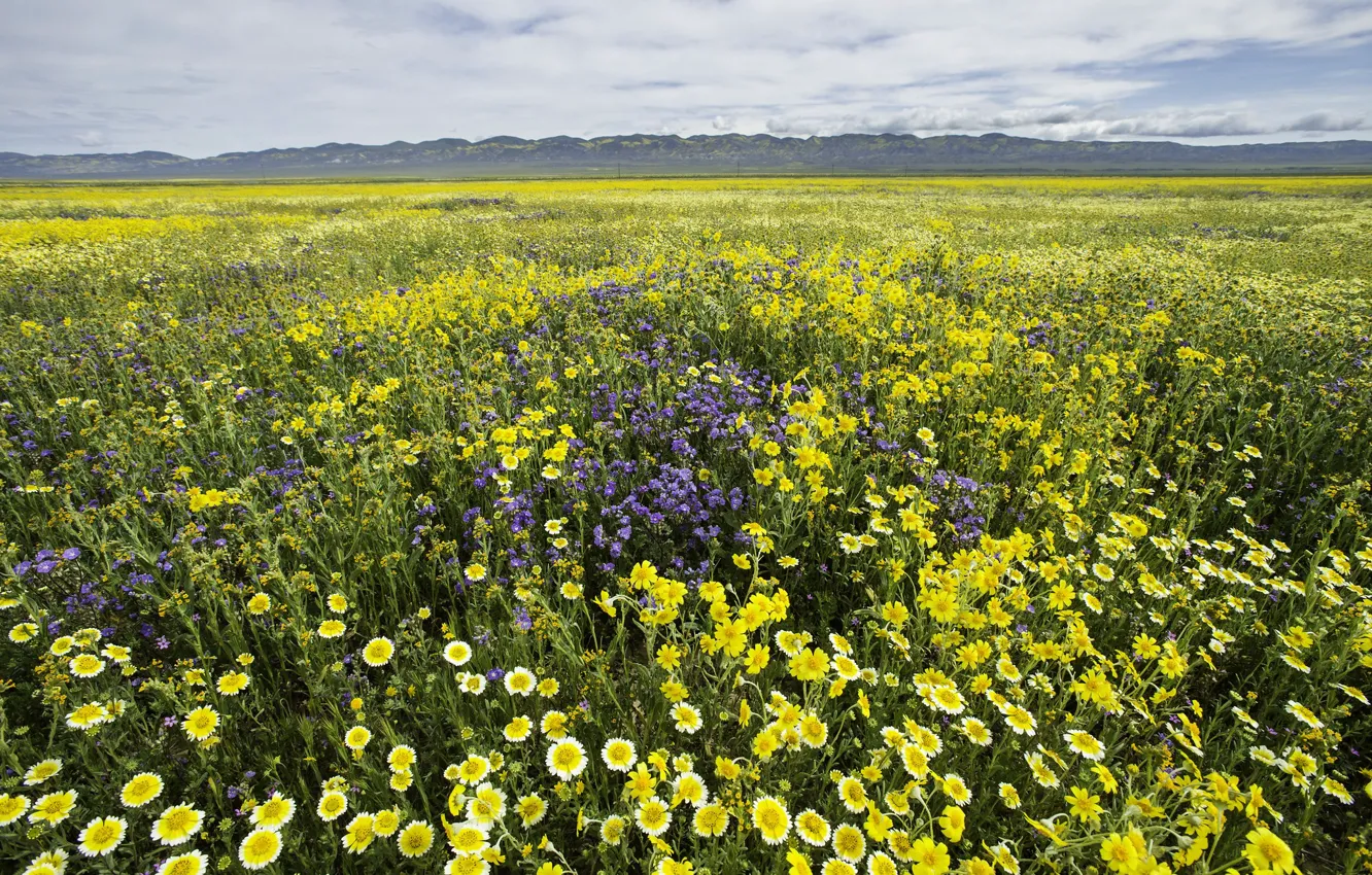 Photo wallpaper field, flowers, yellow, meadow, a lot