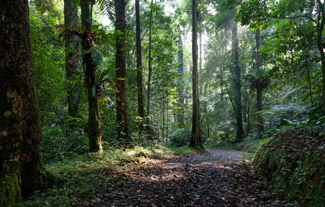 Photo wallpaper forest, trees, nature, morning, Indonesia, path, the island of Java
