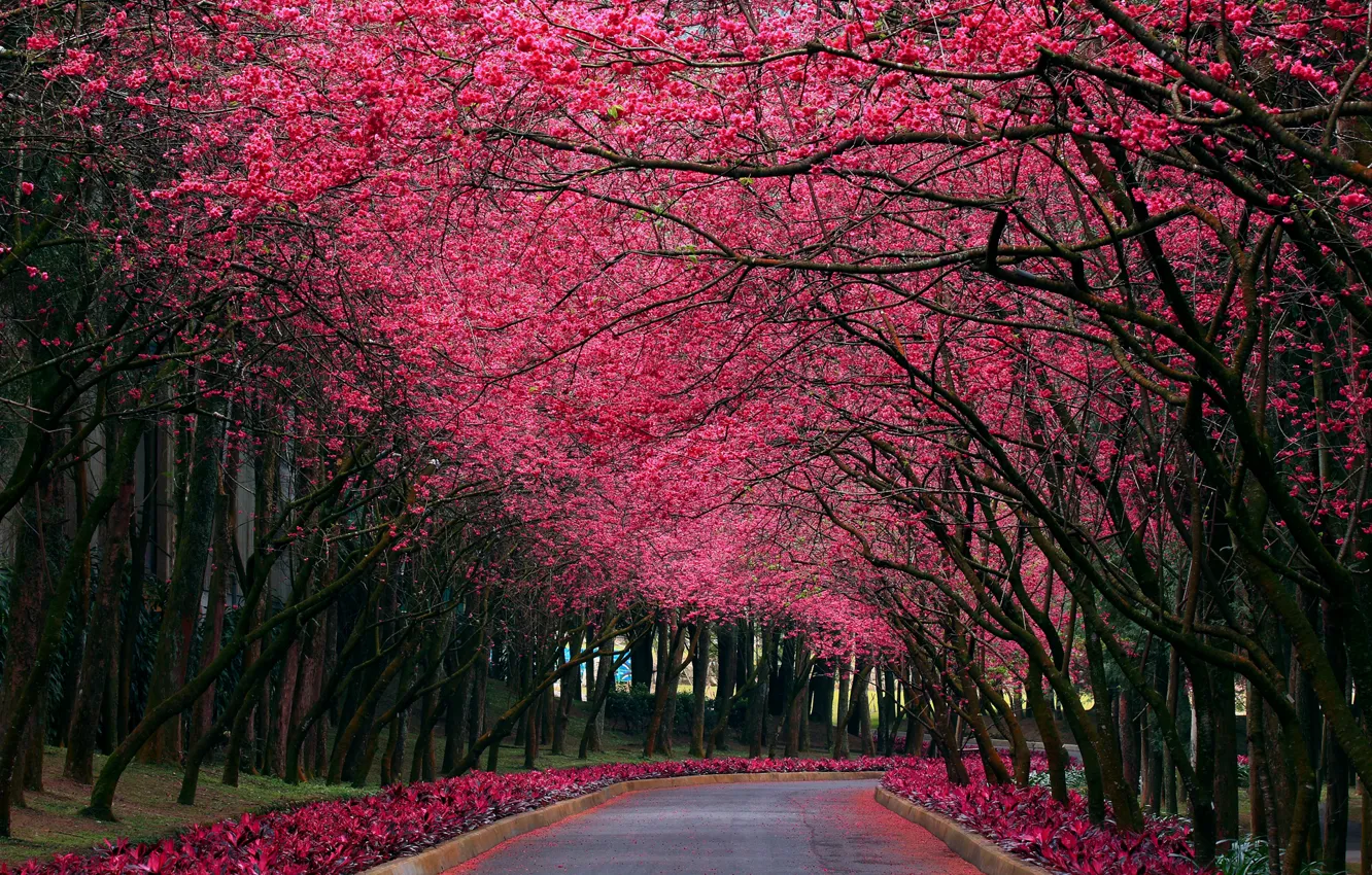 Photo wallpaper nature, Park, color, spring, Sakura, alley