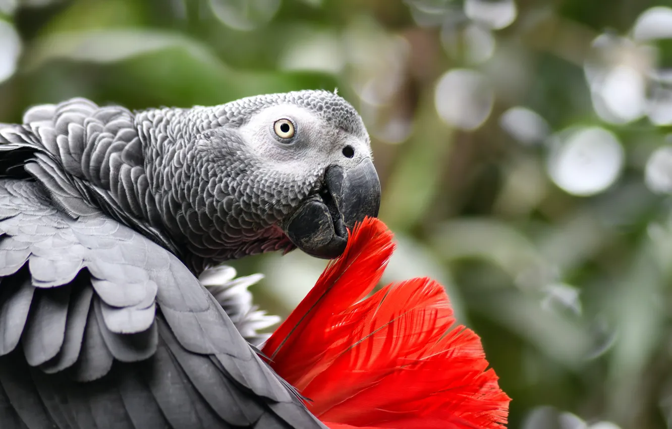 Photo wallpaper look, red, nature, pose, glare, grey, background, bird