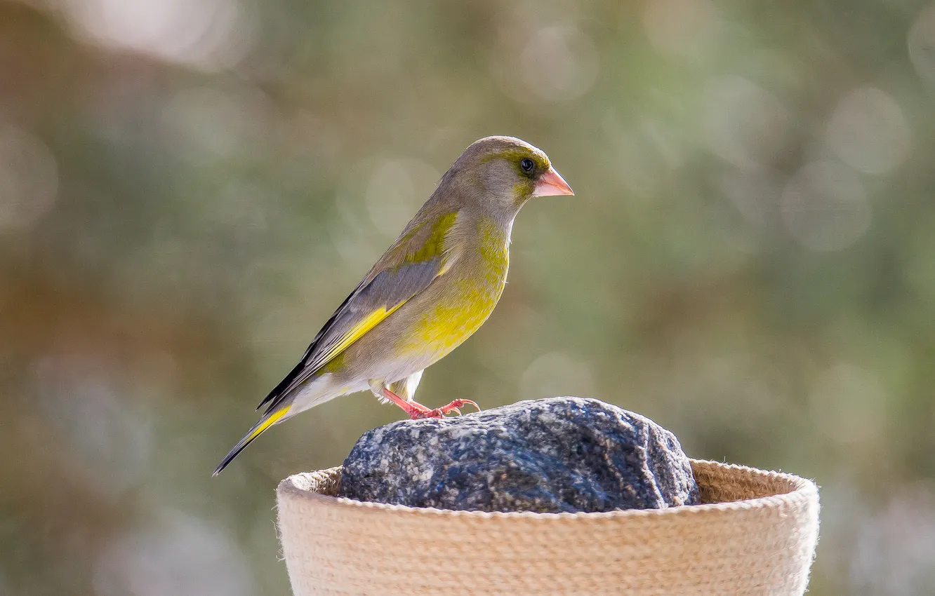 Photo wallpaper bird, zelenushka, photohunt