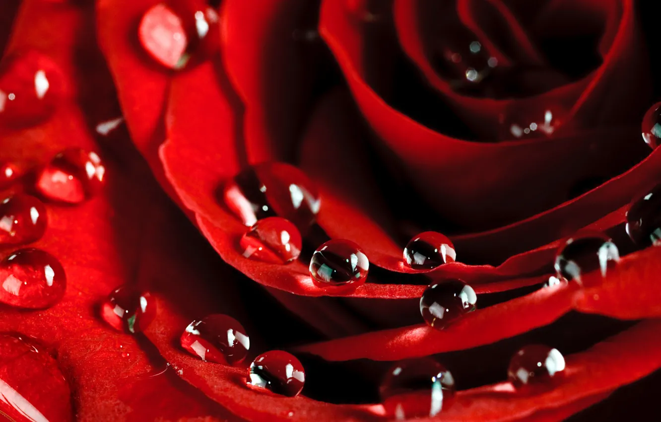 Photo wallpaper drops, macro, Rosa, roses