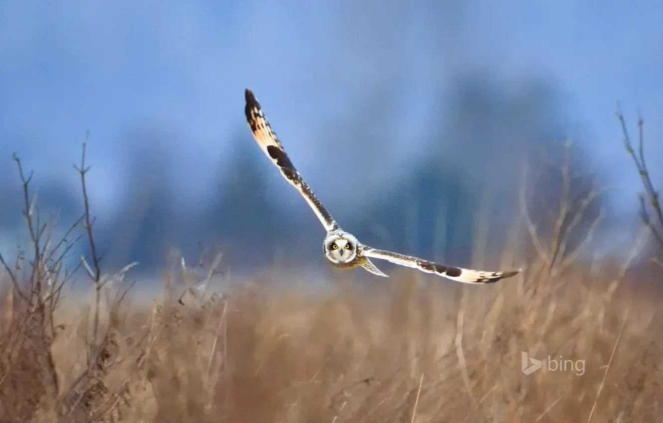 Photo wallpaper flight, owl, wings, USA, Washington, Samish Island