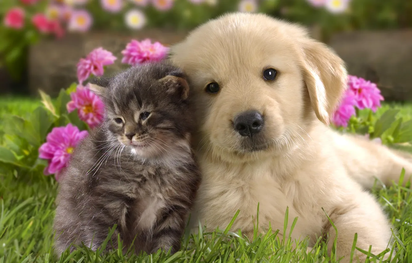 Photo wallpaper grass, flowers, background, baby, puppy, kitty, a couple