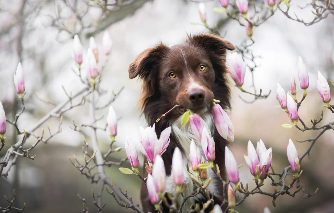 Photo wallpaper look, face, flowers, branches, nature, background, portrait, dog
