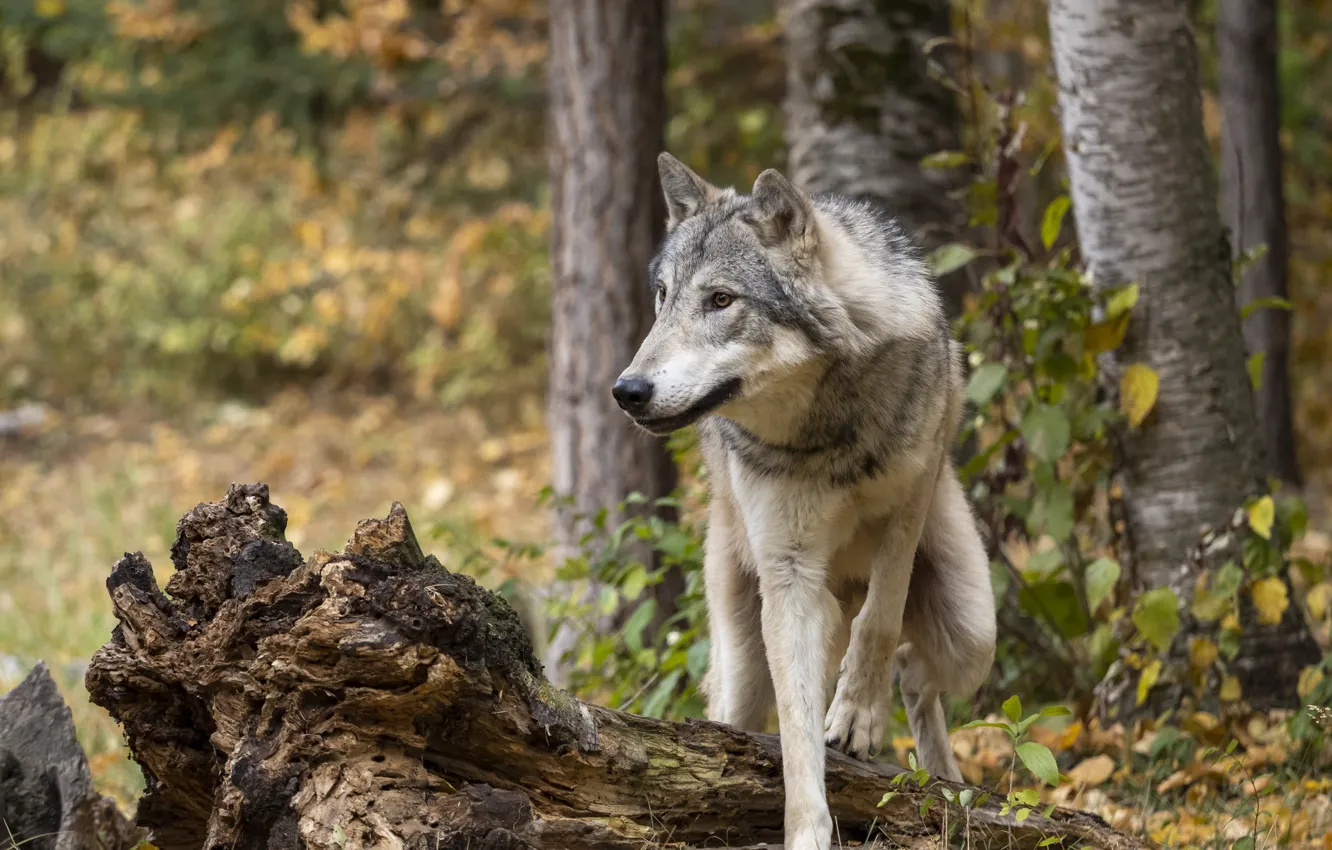 Photo wallpaper autumn, forest, look, grey, wolf, log