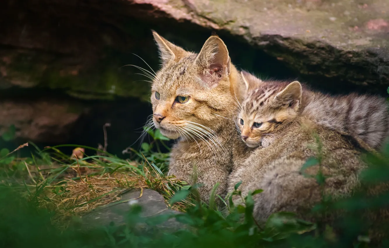 Photo wallpaper kitty, wild cat, motherhood, wildcat