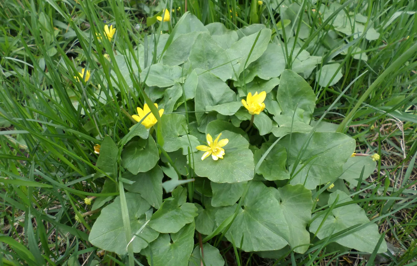 Photo wallpaper grass, flowers, spring, April