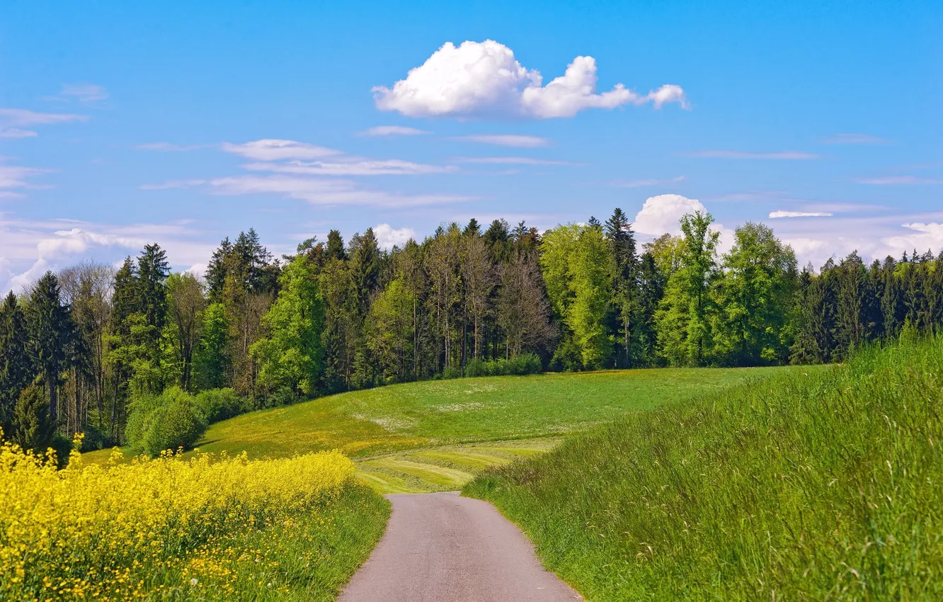 Photo wallpaper road, clouds, trees, flowers, meadow