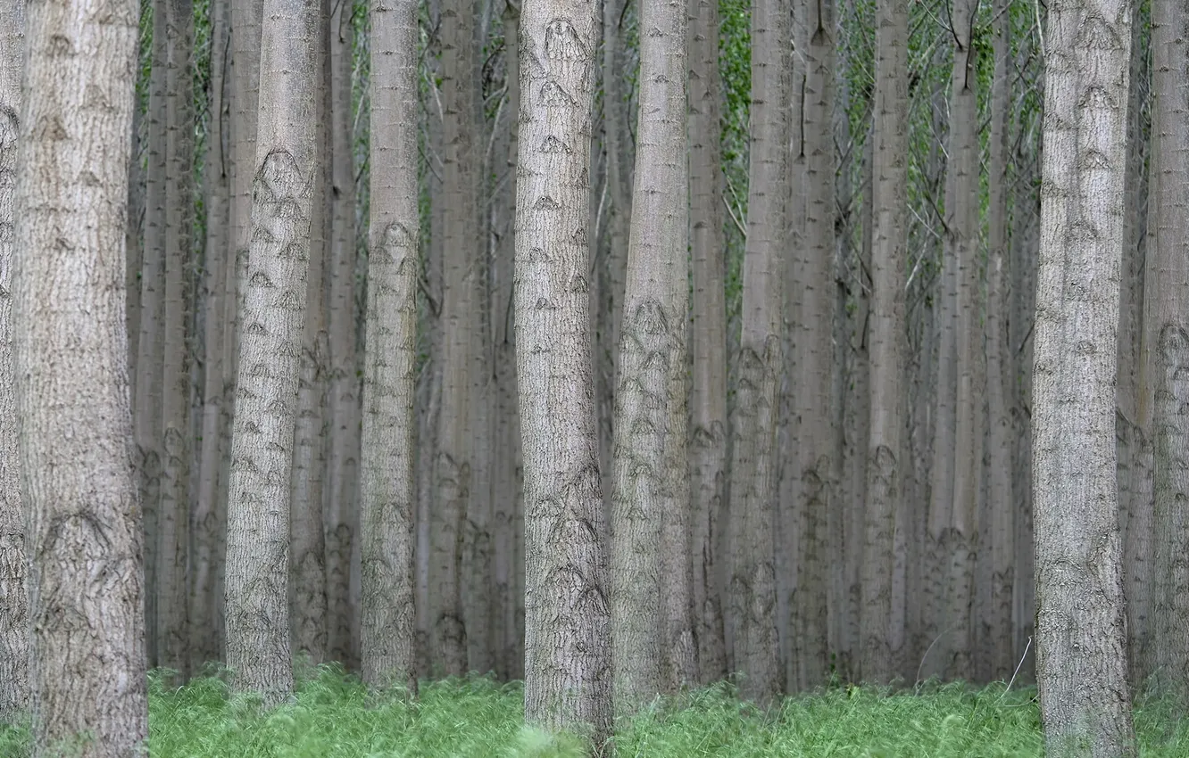 Photo wallpaper forest, trees, nature, trunks