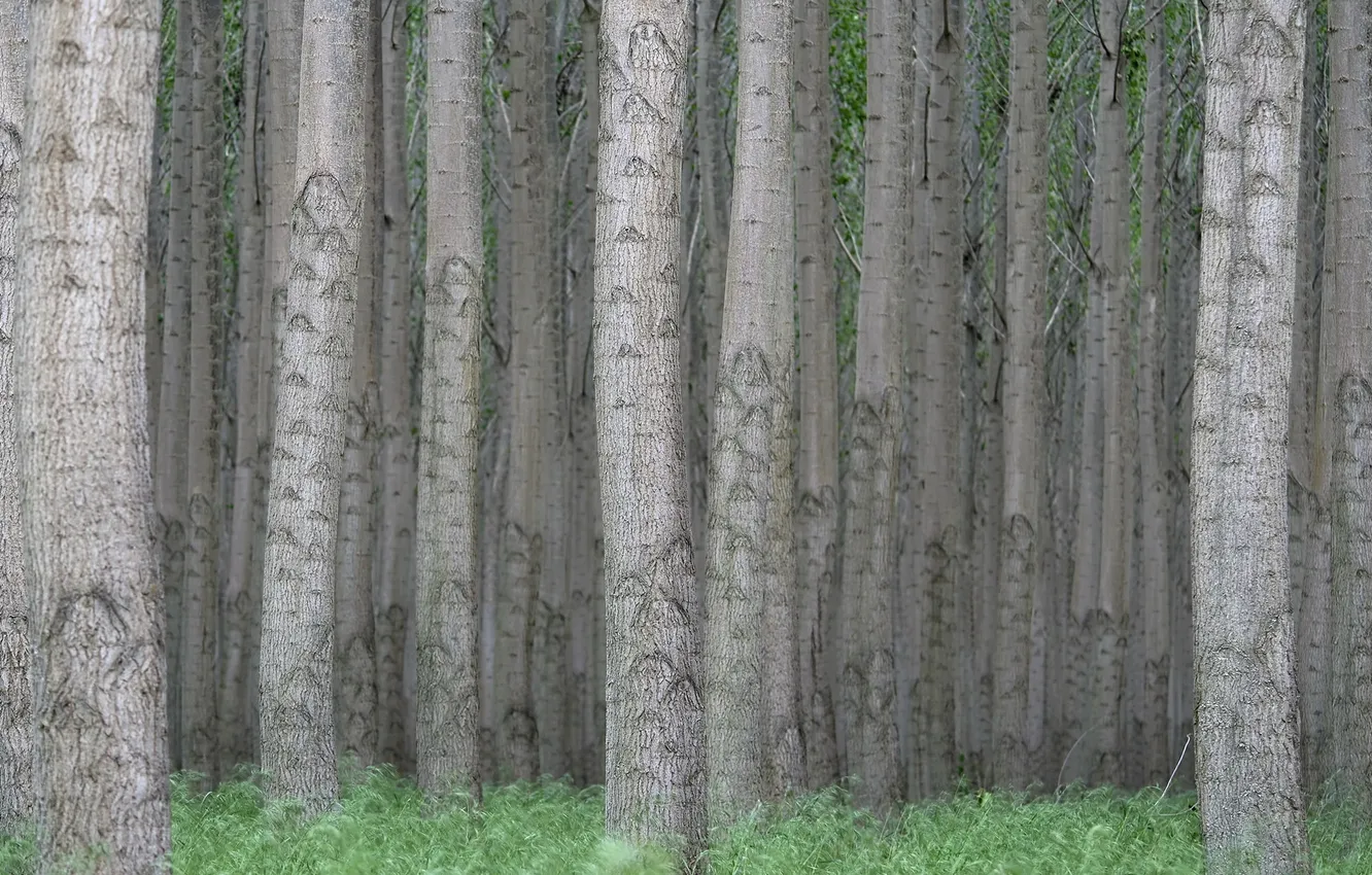 Photo wallpaper forest, trees, nature, trunk