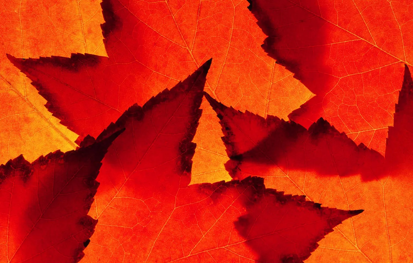 Photo wallpaper autumn, leaves, nature, color, maple, the crimson