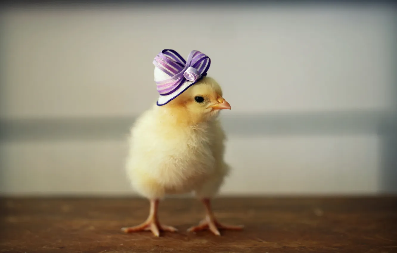 Photo wallpaper bird, hat, chicken