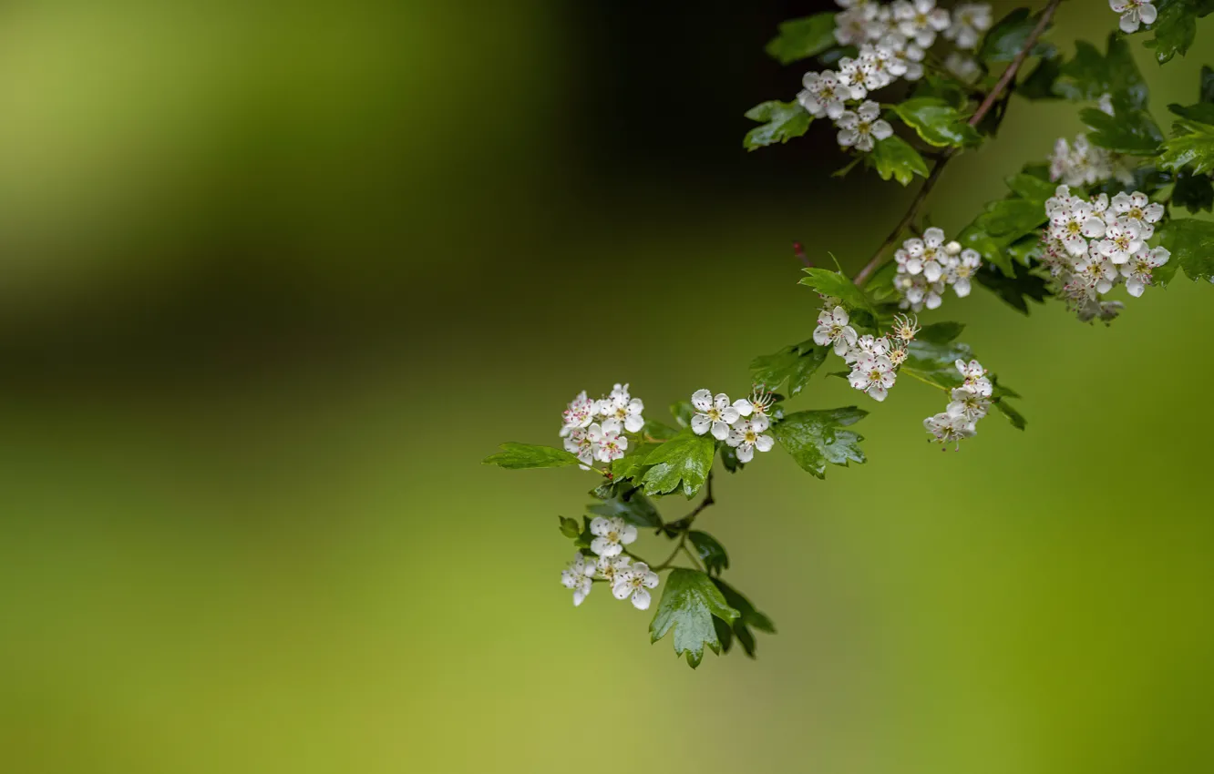 Photo wallpaper flowers, branches, background, flowering, hawthorn