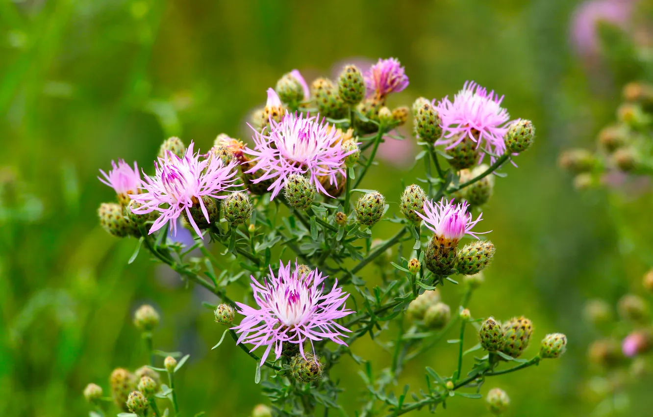 Photo wallpaper flower, pink, meadow
