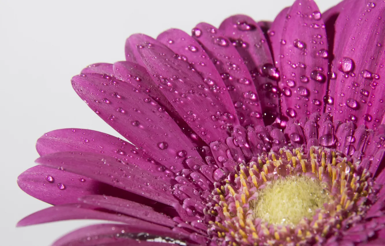 Photo wallpaper macro, flowers, gerbera, water drops