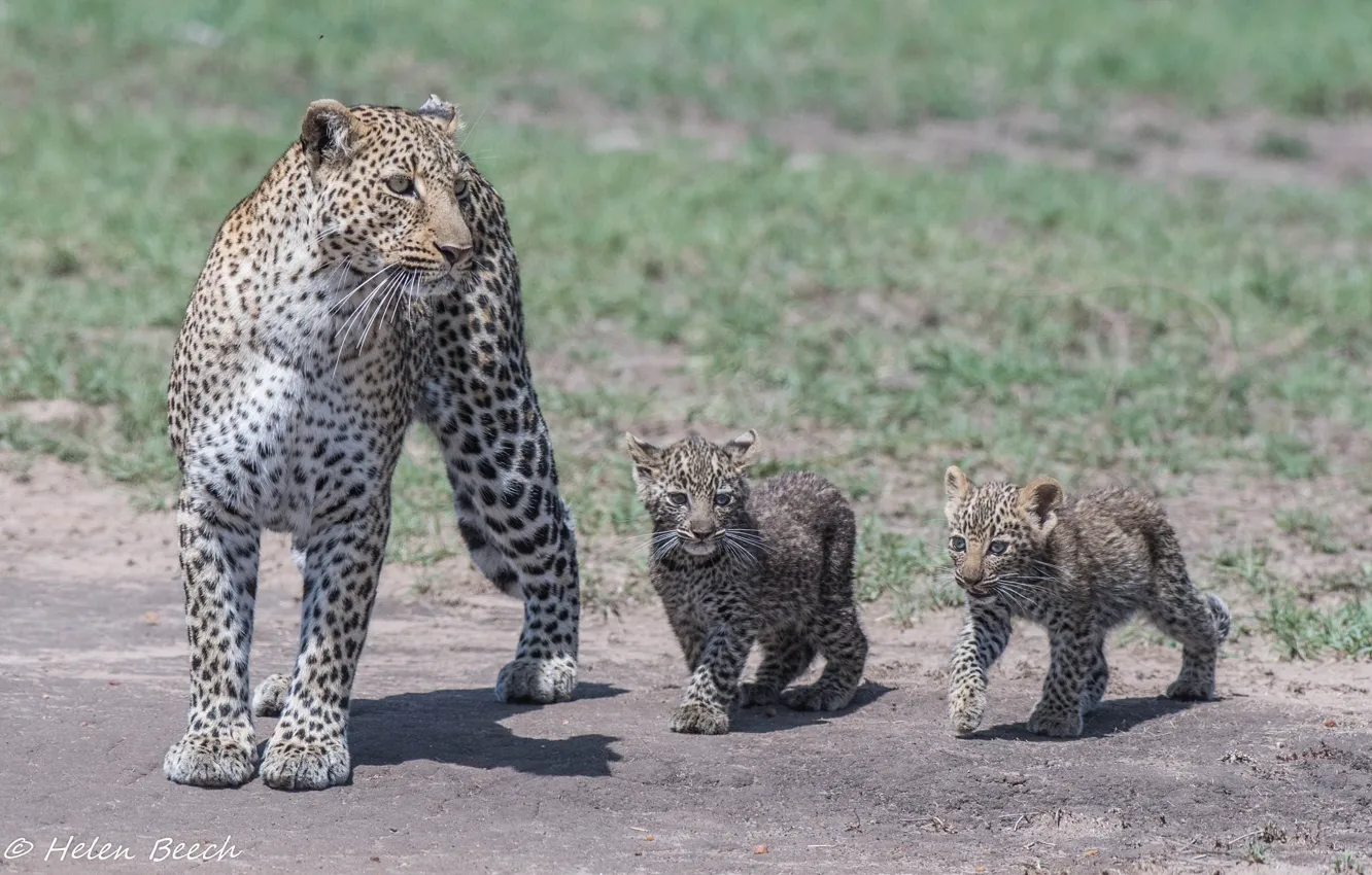 Photo wallpaper predator, family, leopard, Africa, cub, wild cats, trio, family