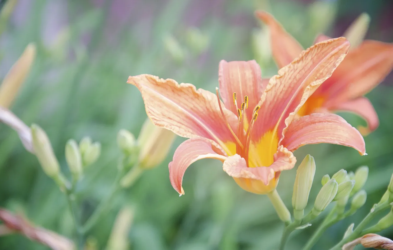 Photo wallpaper flowers, orange, Lily
